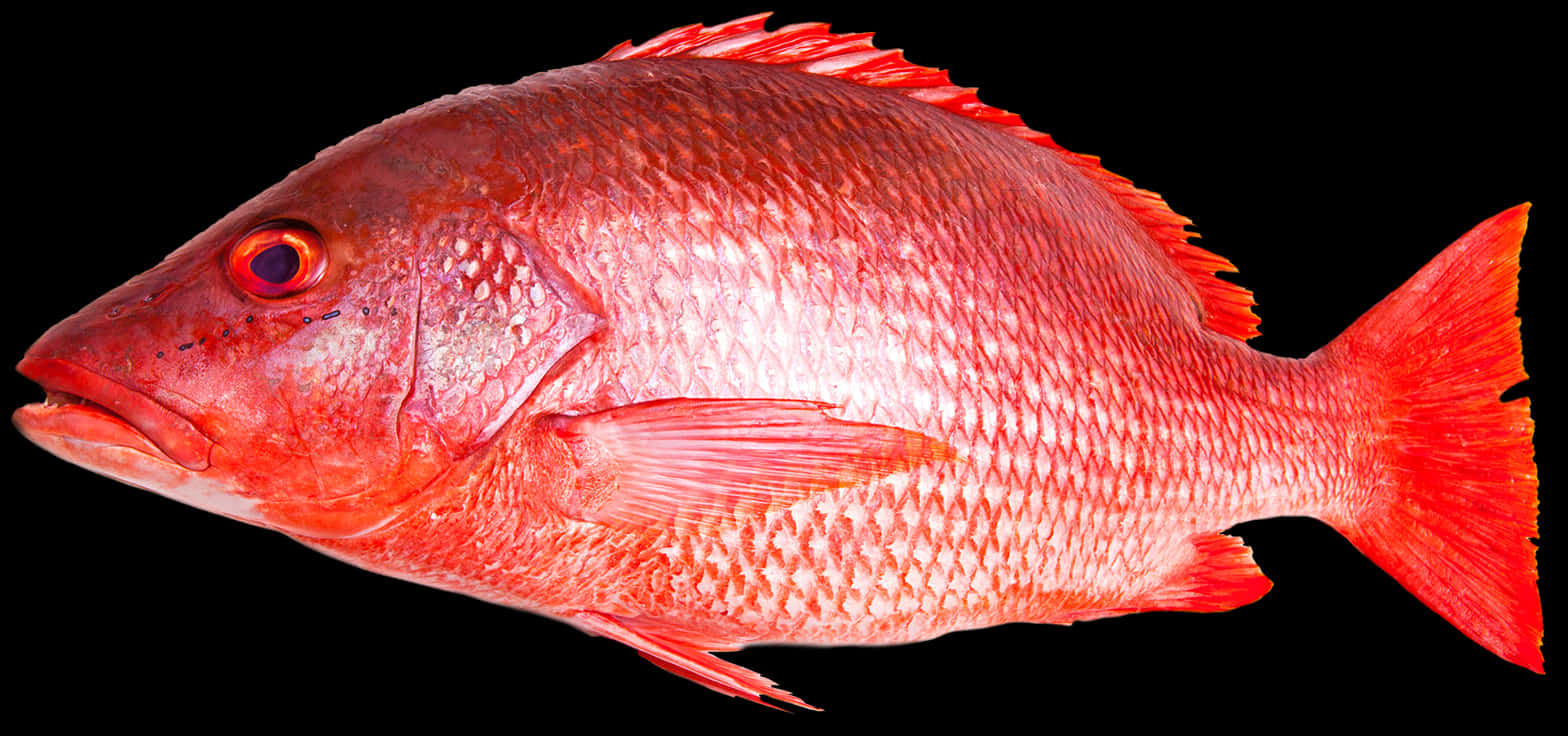 Vibrant Red Snapper Fish PNG