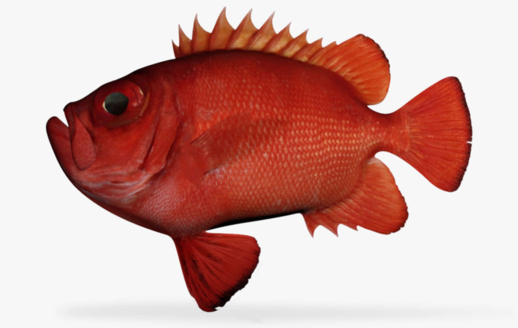 Vibrant Red Soldierfish Isolated Wallpaper