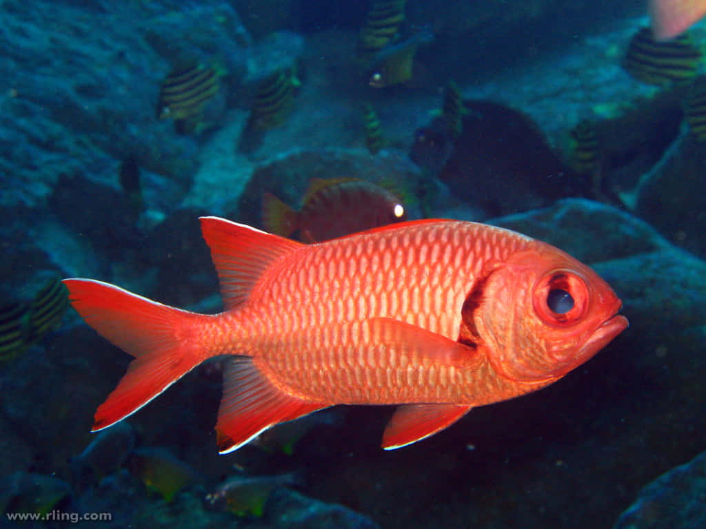 Vibrant Red Soldierfish Underwater Wallpaper