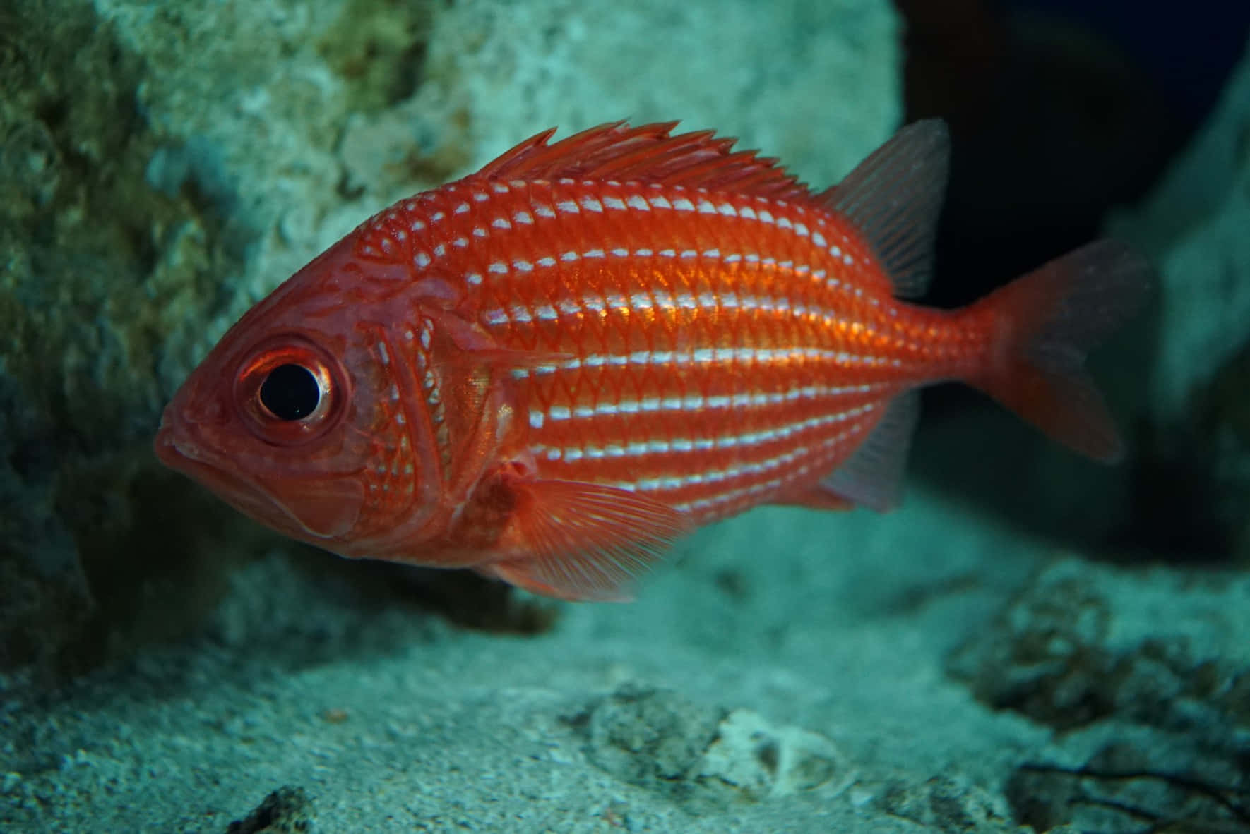 Vibrant Red Soldierfish Underwater Wallpaper