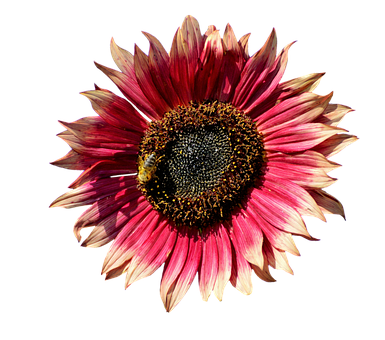 Vibrant Red Sunflower Black Background PNG