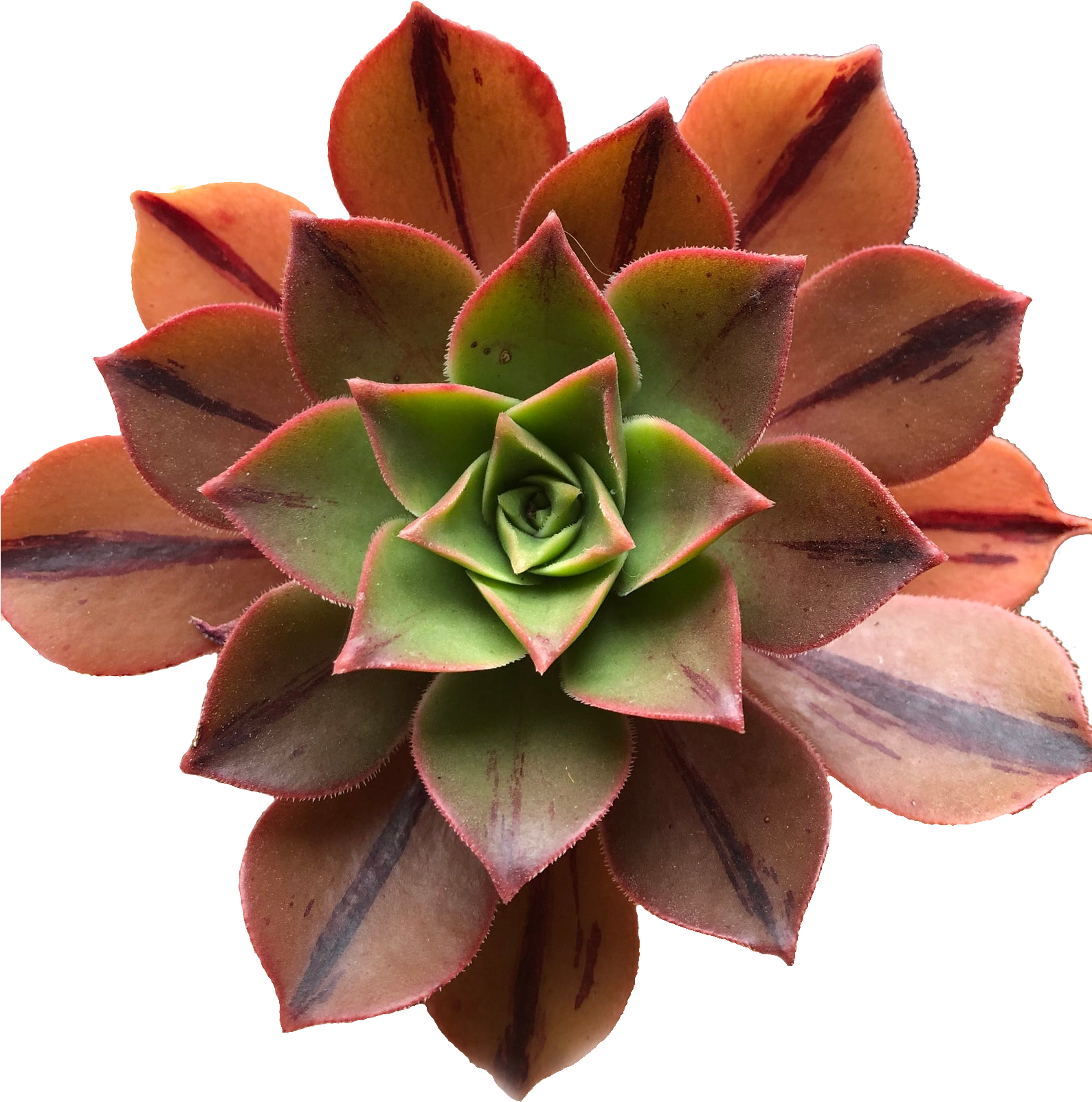 Vibrant Red Tipped Succulent PNG