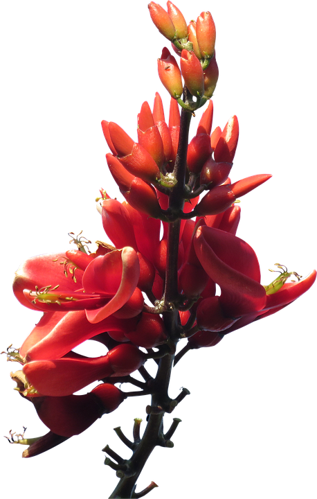 Vibrant Red Tropical Flower PNG