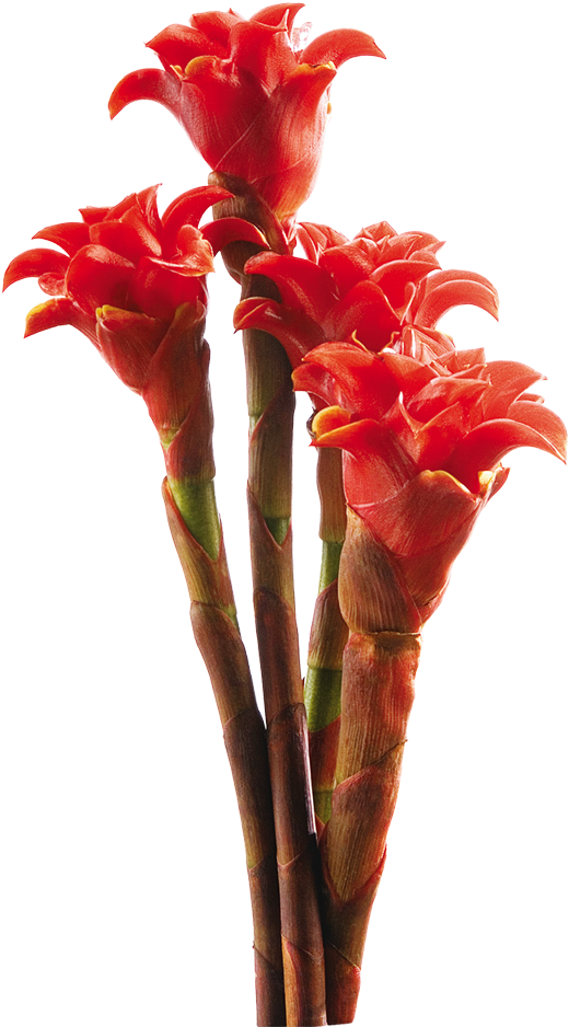 Vibrant Red Tropical Flowers PNG