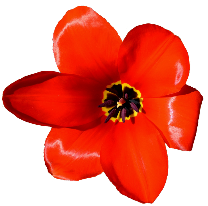 Vibrant_ Red_ Tulip_ Closeup.png PNG