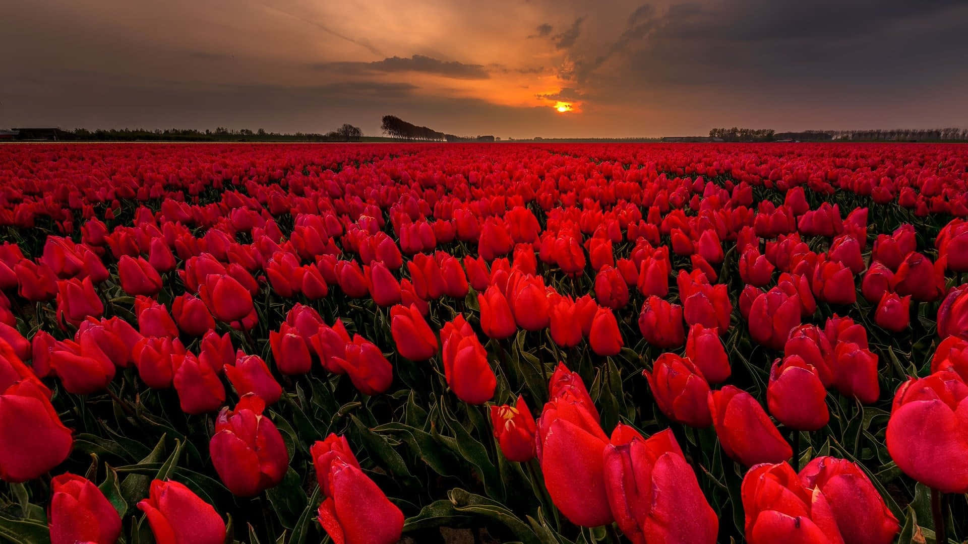 Levendig Rood Tulpenveld Zonsondergang Achtergrond