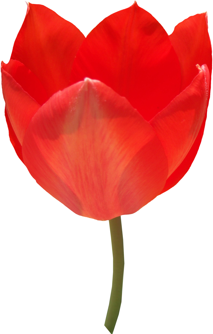 Vibrant Red Tulip Single Bloom PNG