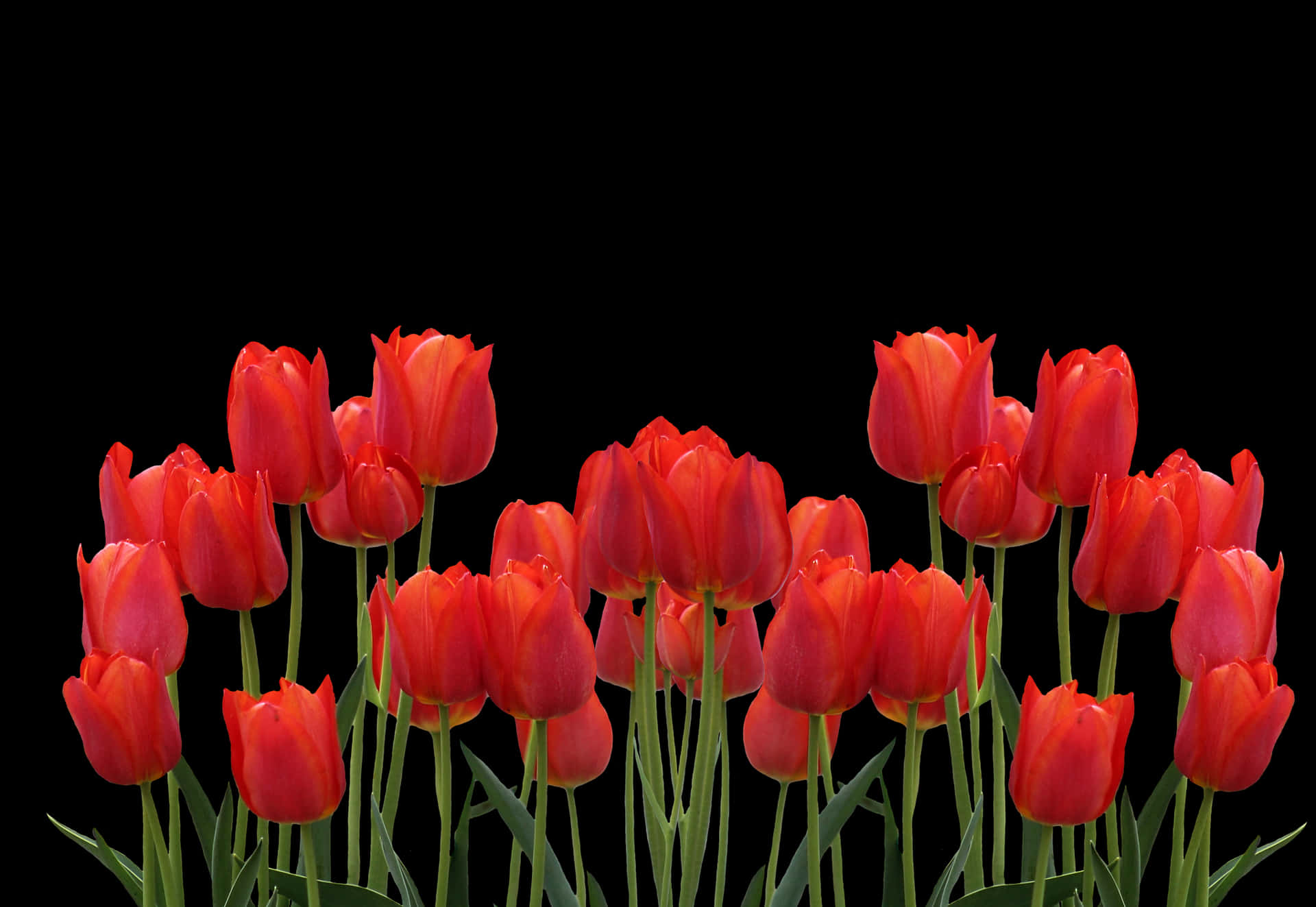 Vibrant_ Red_ Tulips_ Against_ Black_ Background.jpg PNG