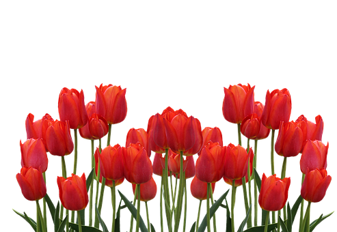 Vibrant Red Tulips Against Black Background.jpg PNG