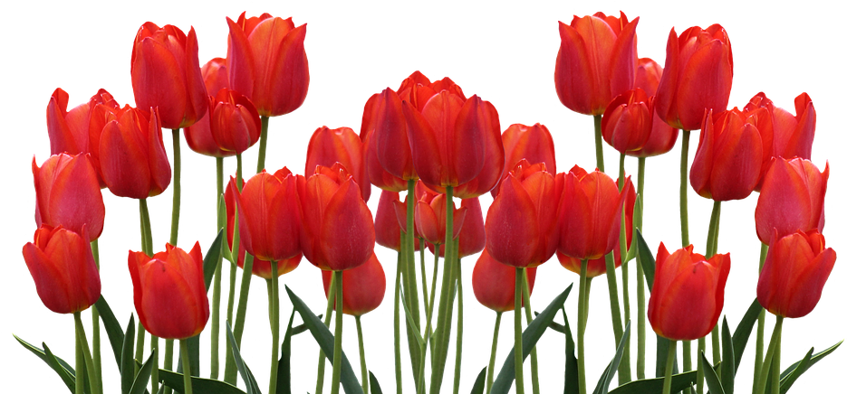 Vibrant Red Tulips Array PNG