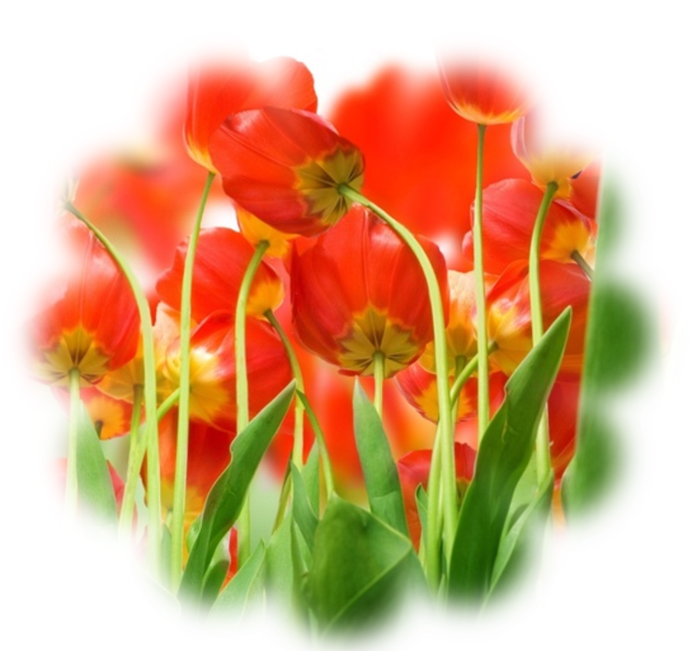 Vibrant Red Tulips Artistic Render PNG