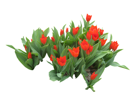 Vibrant_ Red_ Tulips_ Black_ Background PNG