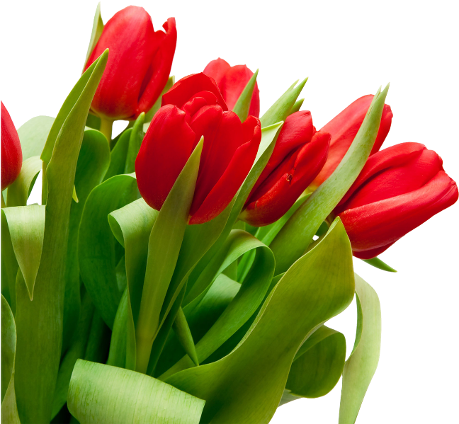 Vibrant Red Tulips Bouquet PNG