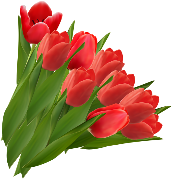 Vibrant Red Tulips Bouquet PNG