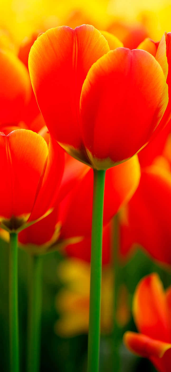 Vibrant Red Tulips Floral Display.jpg Wallpaper