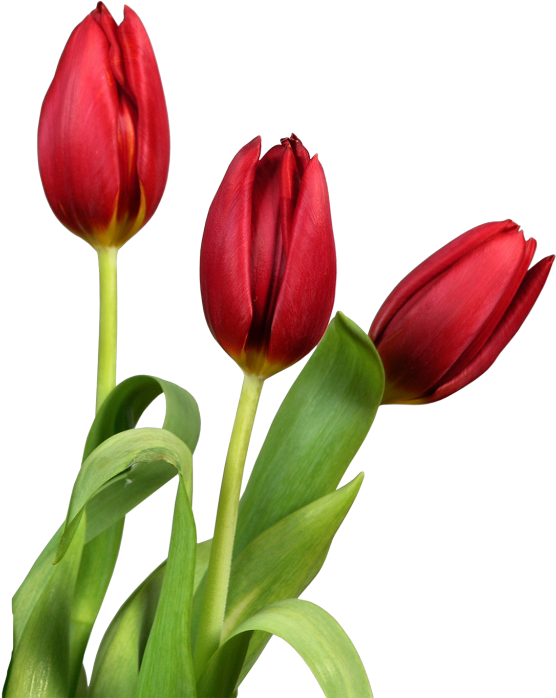 Vibrant Red Tulips Transparent Background PNG