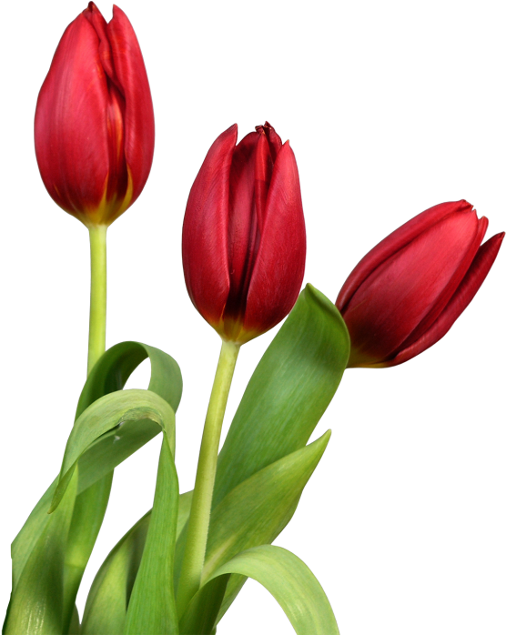 Download Vibrant Red Tulips Transparent Background | Wallpapers.com