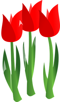 Vibrant Red Tulips Vector PNG