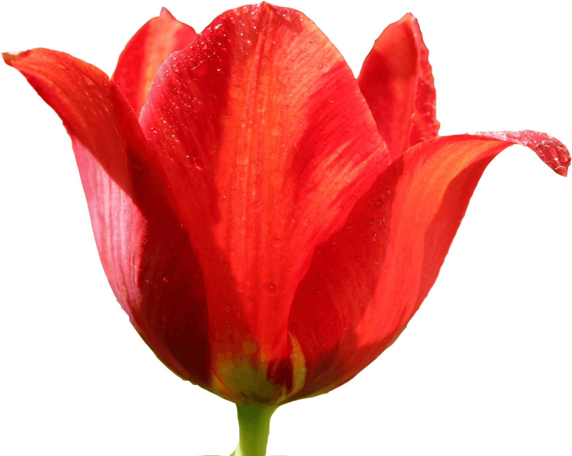 Vibrant Red Tulipwith Dew Drops PNG