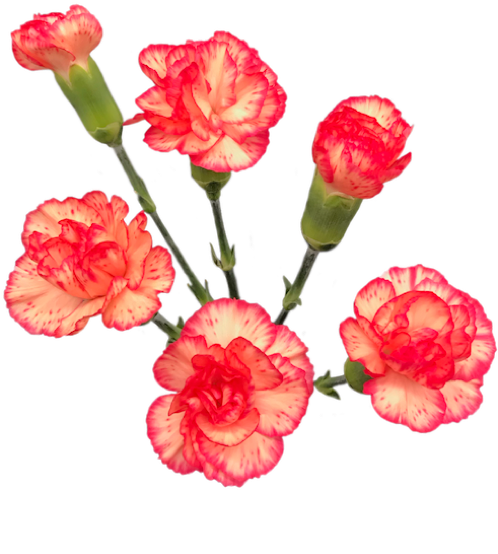 Vibrant Red White Carnations PNG