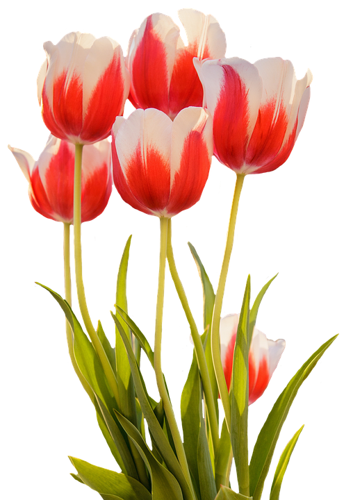 Vibrant Red White Tulips PNG