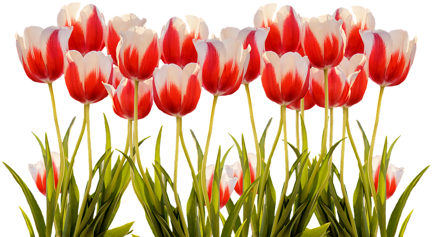 Vibrant Red White Tulips PNG