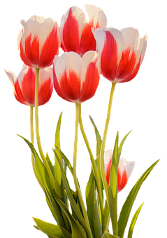 Vibrant Red White Tulips Black Background PNG