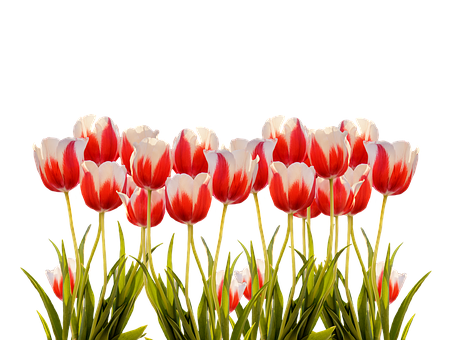 Vibrant Red White Tulips Black Background.jpg PNG