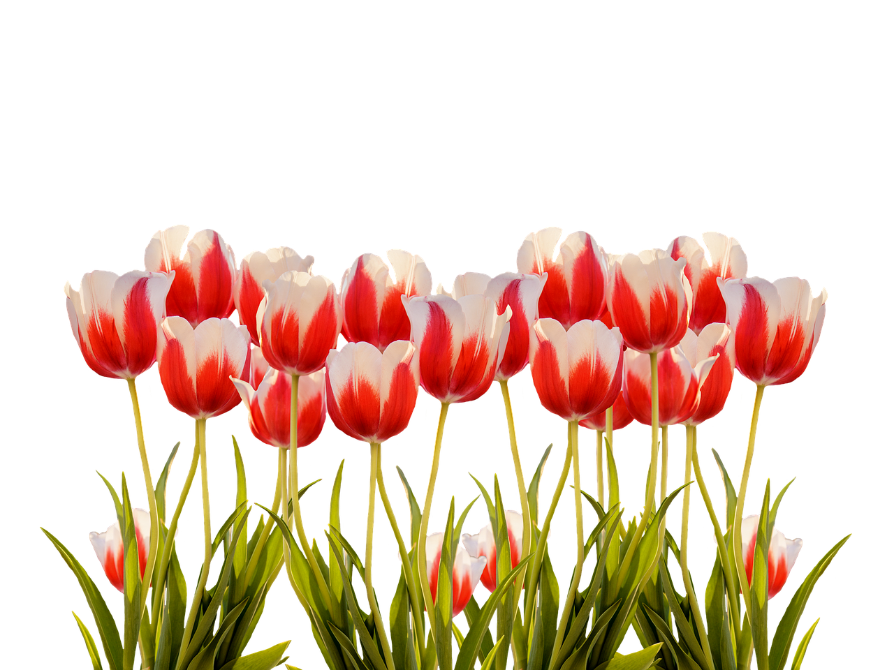 Vibrant Red White Tulips Black Background.jpg PNG