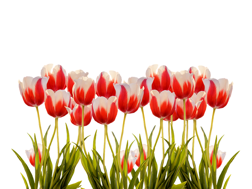 Vibrant Red White Tulips Floral Display PNG