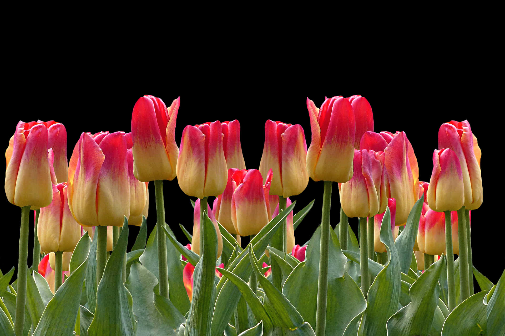 Vibrant Red Yellow Tulips Black Background PNG