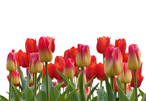 Vibrant Red Yellow Tulips Black Background.jpg PNG