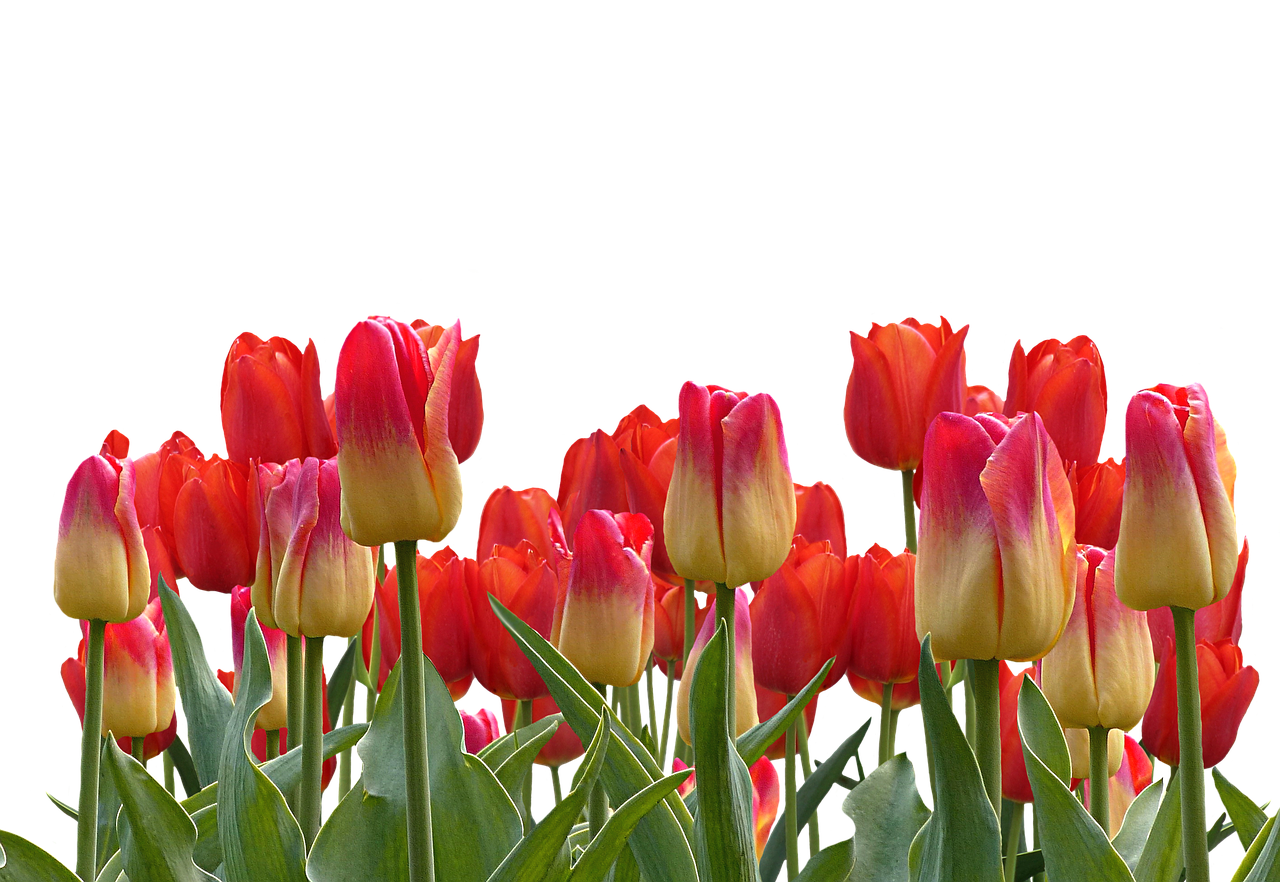 Vibrant Red Yellow Tulips Black Background PNG