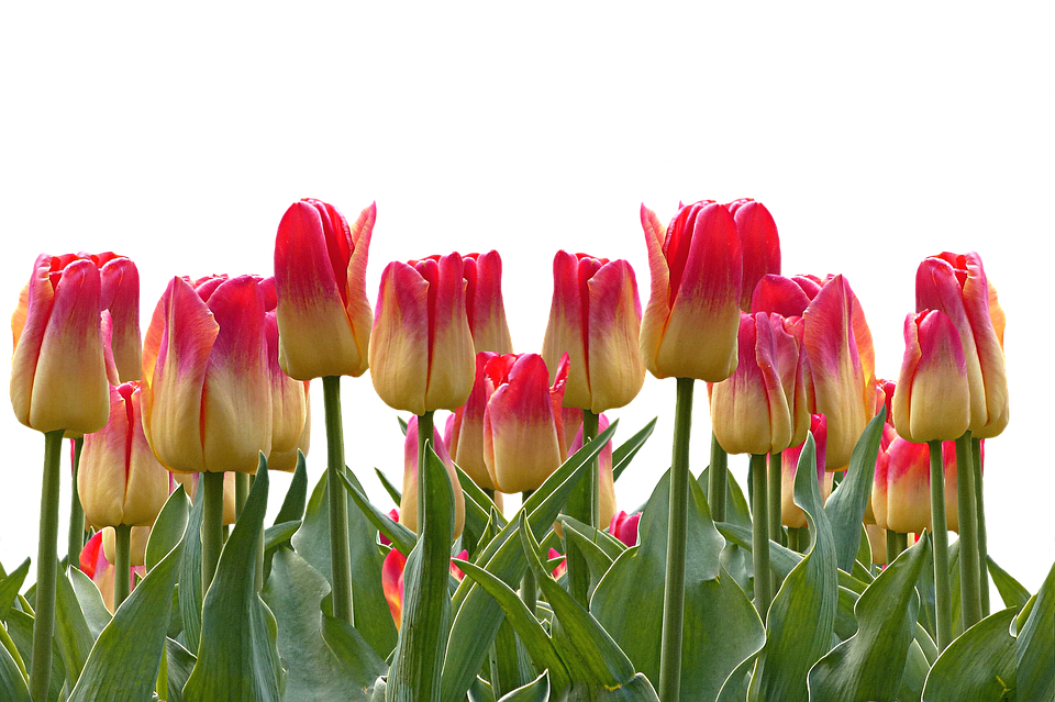 Vibrant Red Yellow Tulips PNG