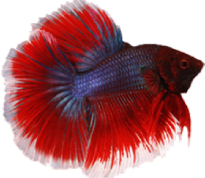 Vibrant Redand Blue Betta Fish PNG