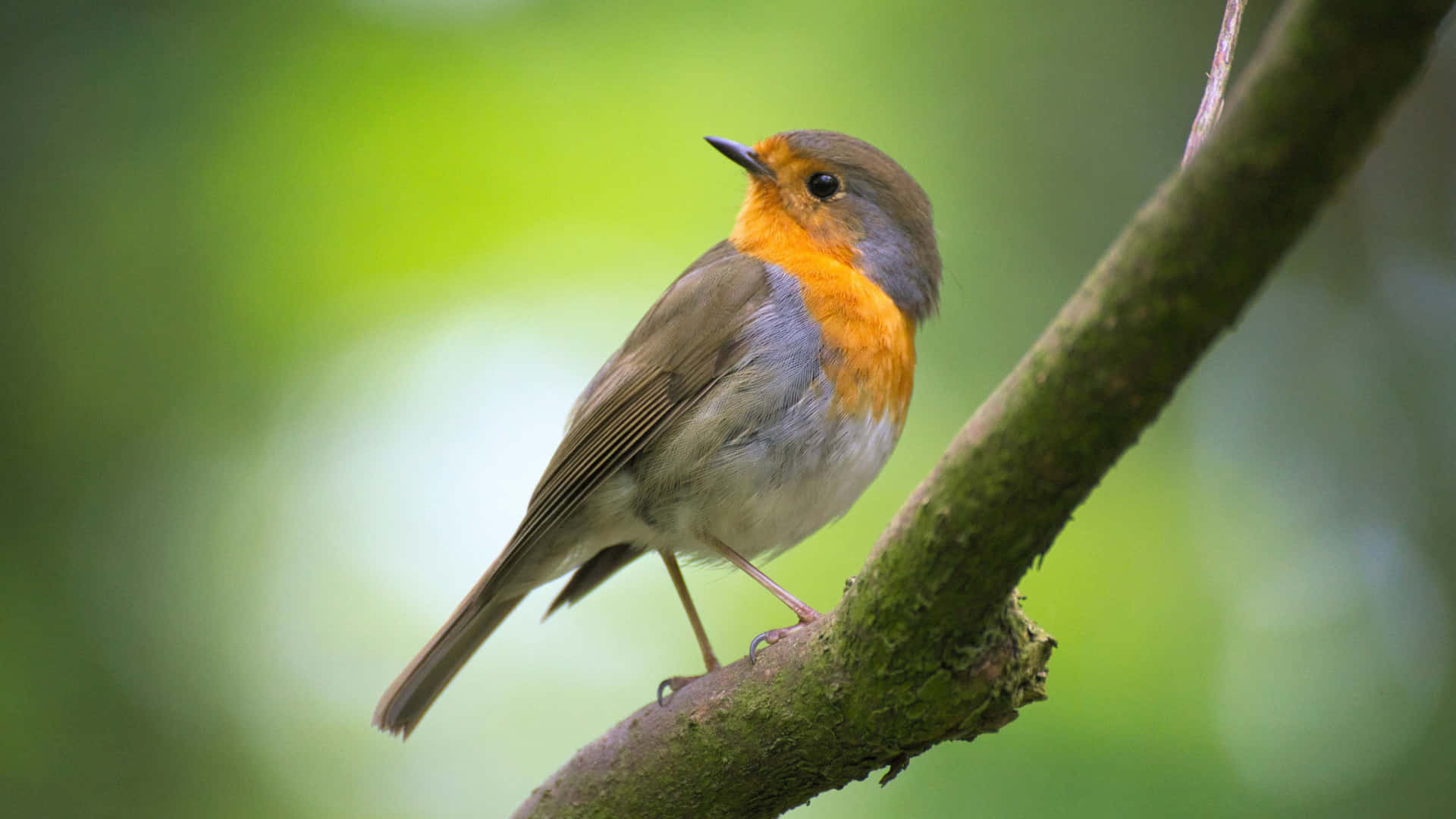 Rouge-gorge Vif Sur Une Branche 4 K Fond d'écran