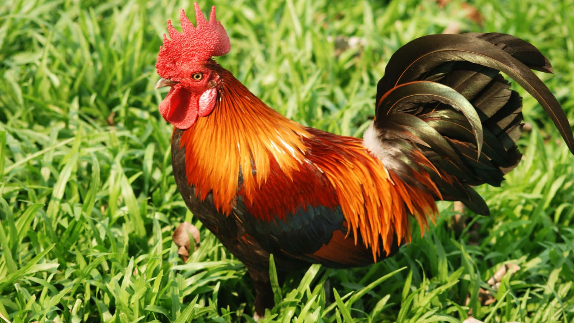 Vibrant Roosterin Grass Wallpaper