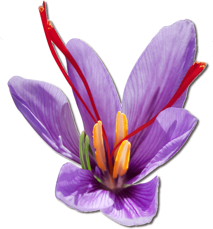Vibrant Saffron Crocus Flower PNG