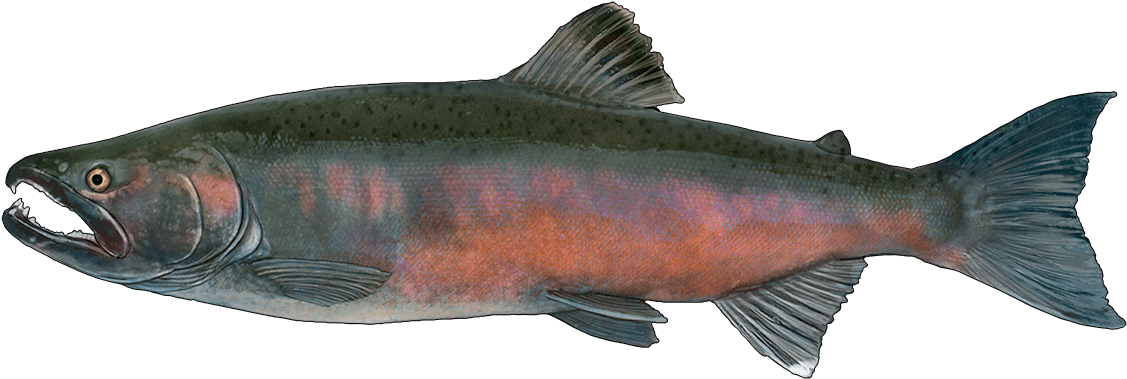 Vibrant Salmon Illustration PNG
