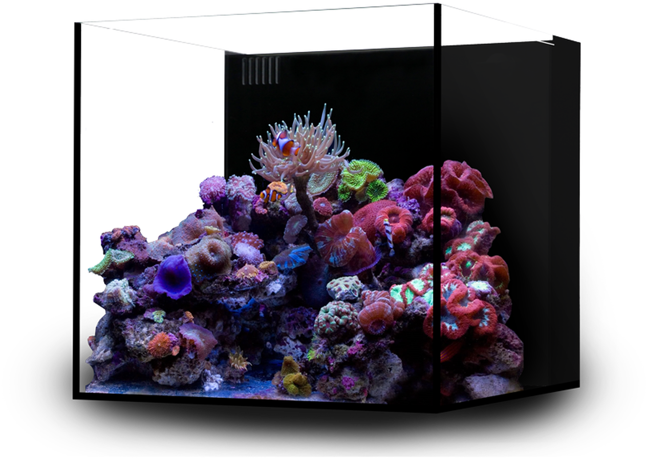 Vibrant Saltwater Aquarium Corals PNG