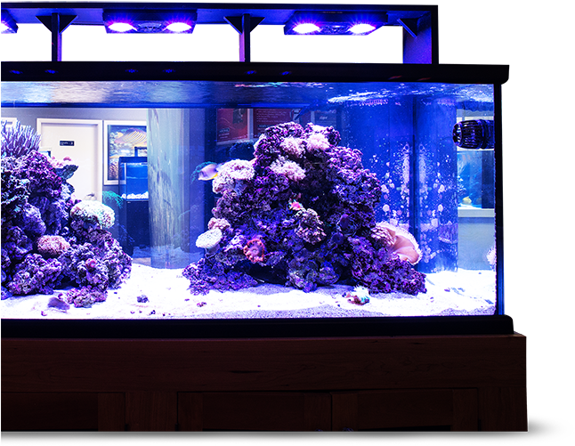 Vibrant Saltwater Aquarium Setup PNG