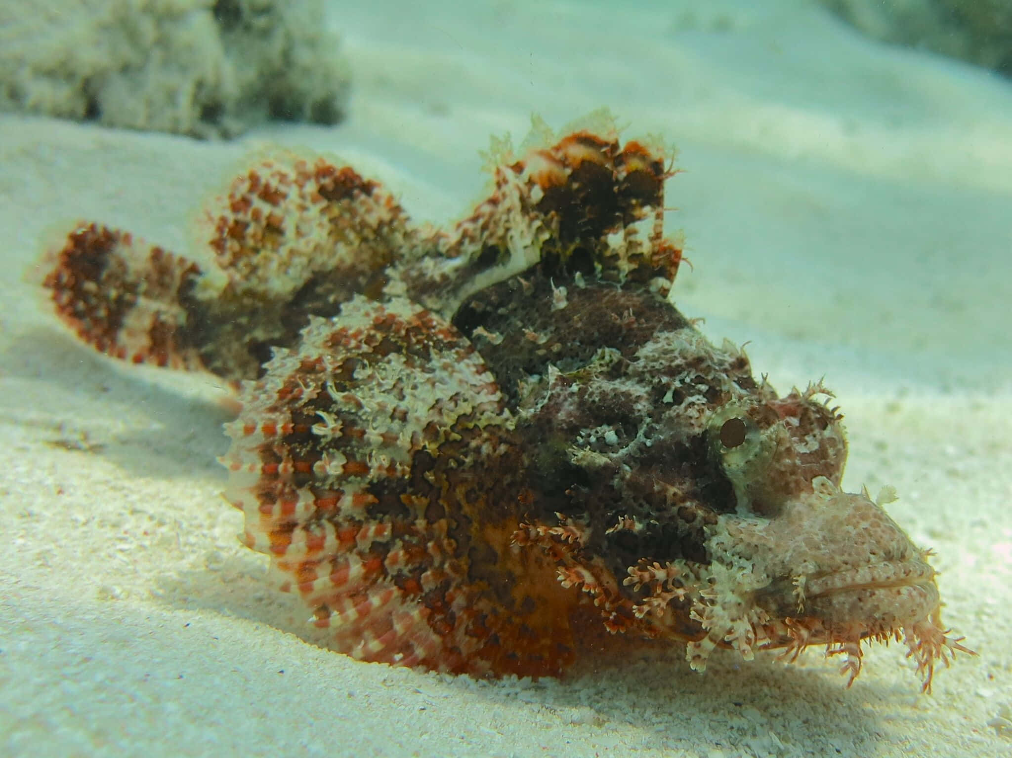 Vibrante Schorpioenvissen Camouflerend In Zijn Natuurlijke Habitat. Achtergrond