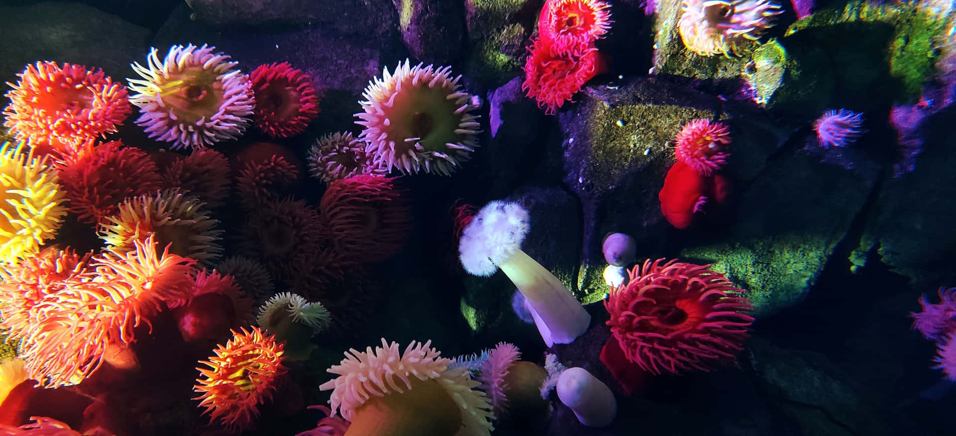 Vibrant Sea Anemone Amidst The Coral Reef Wallpaper