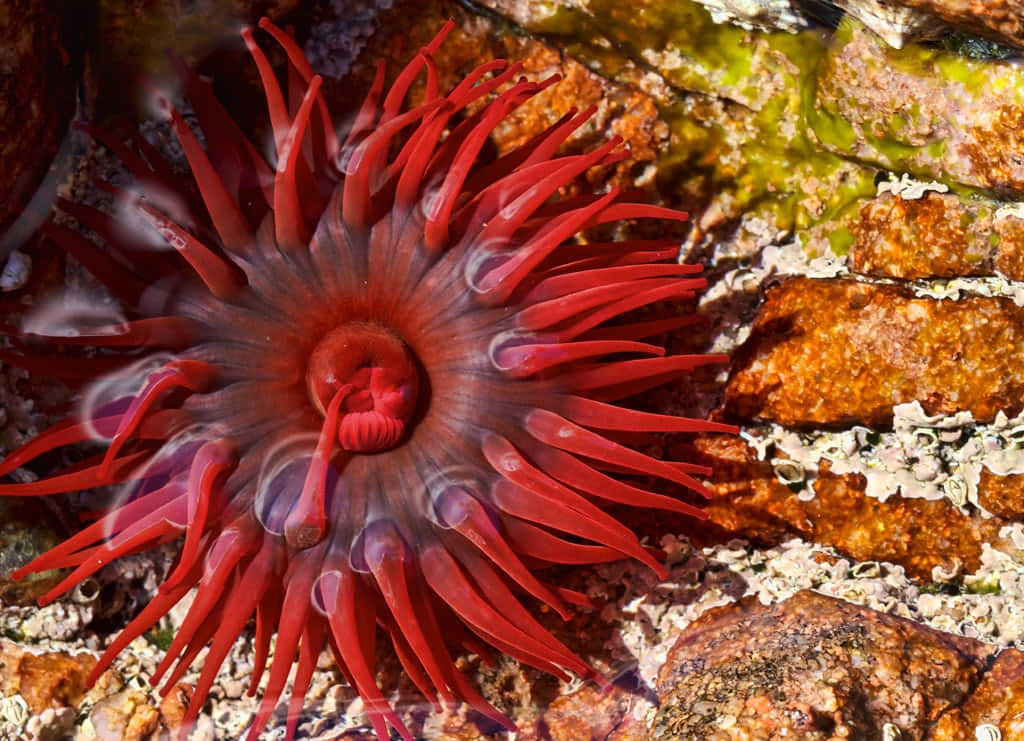 Vibrant Sea Anemone In Its Natural Habitat Wallpaper