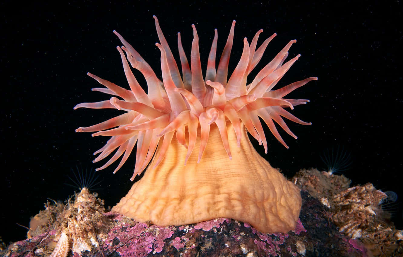 Vibrant Sea Anemone In Its Natural Habitat Wallpaper