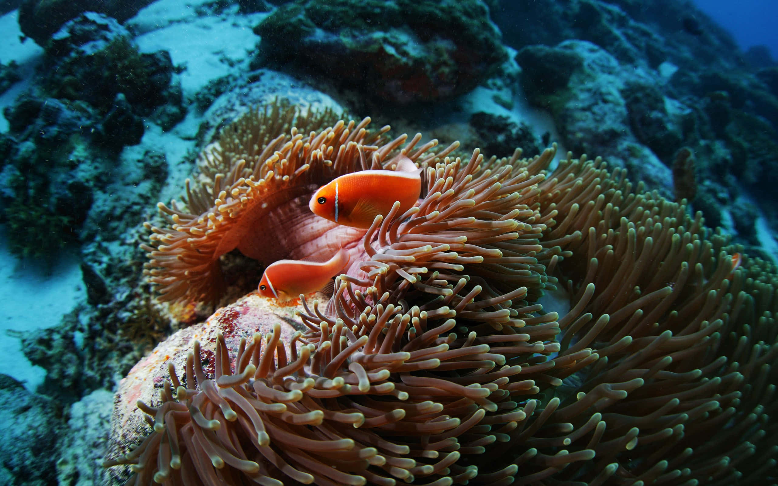 Vibrant Sea Anemone Nestled Underwater Wallpaper