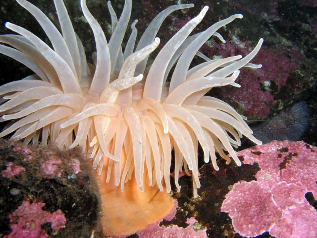 Vibrant Sea Anemone Underwater Wallpaper