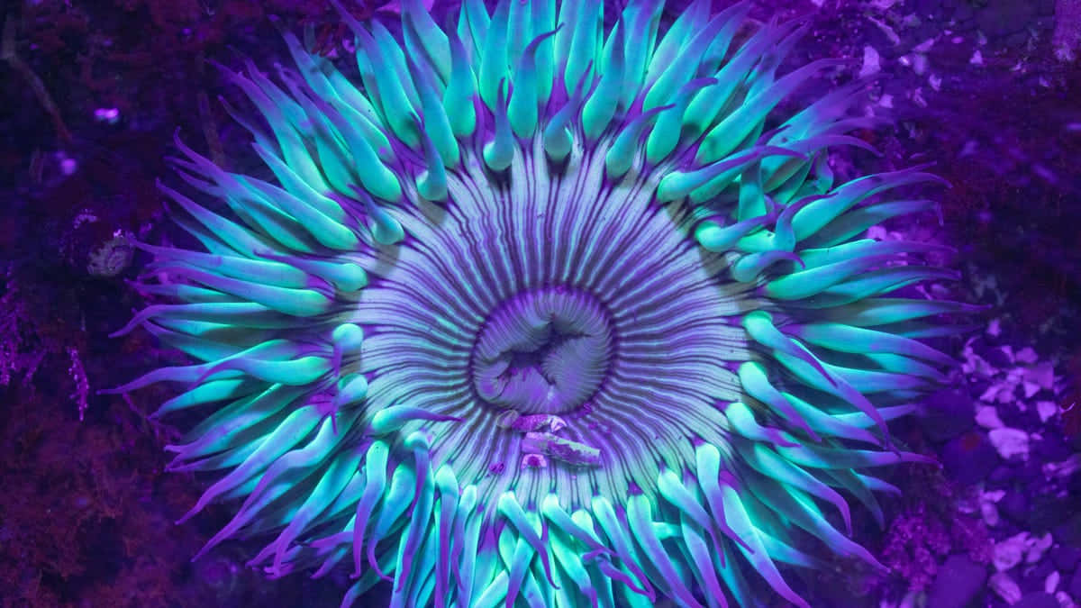 Vibrant Sea Anemone Underwater Wallpaper