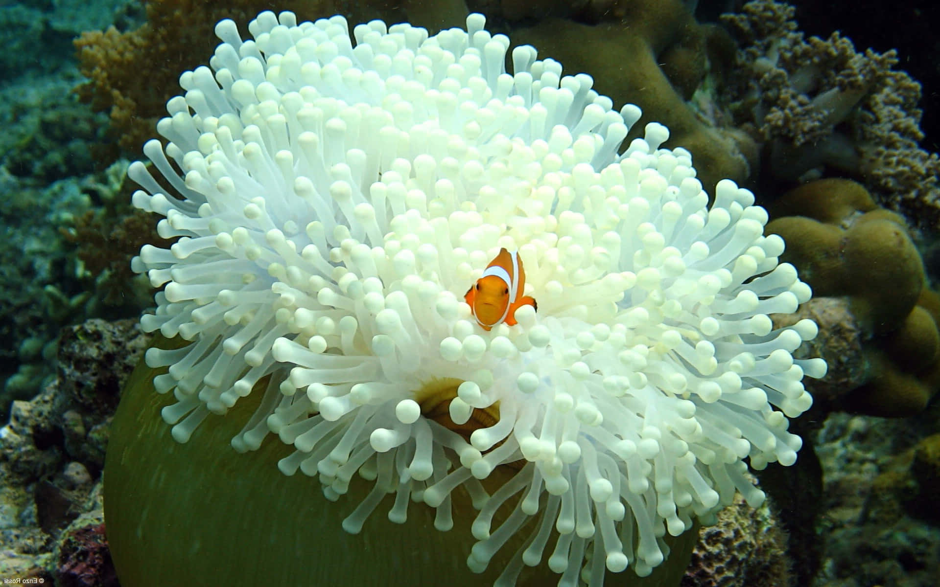 Vibrant Sea Anemone Underwater Shot Wallpaper