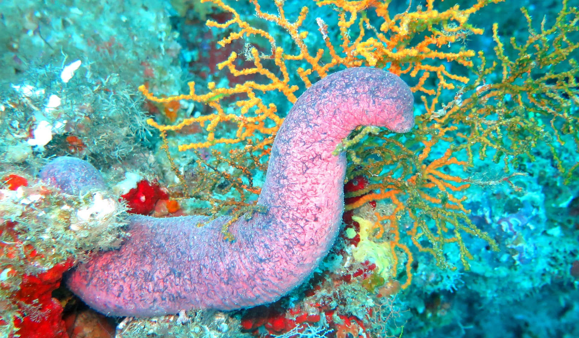 Vibrant Sea Cucumber Coral Reef Wallpaper